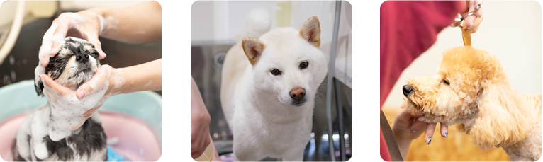 犬のトリミング